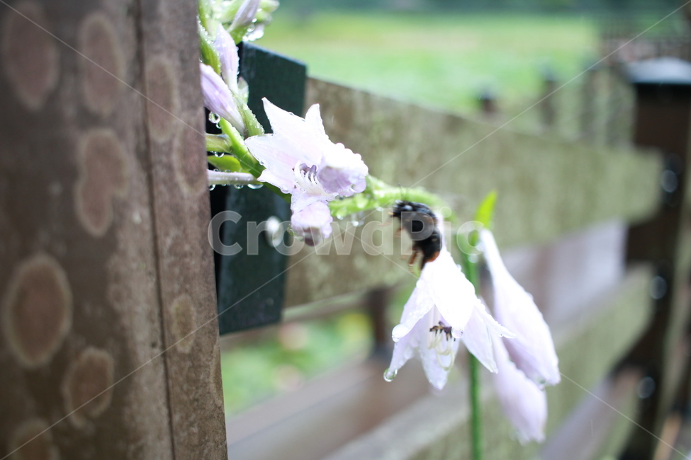 우중출사,여름,장마,비,비방울,식물,자연,plants,nature,꽃,flower,동물,animal,곤충,벌레,insect,bug,비,비오는날,rain,rainy