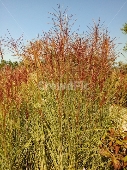 갈대,식물,reed,벼과,여러해살이풀,plant,겸가,노위,문견초,위근,위경,식물,자연,plants,nature