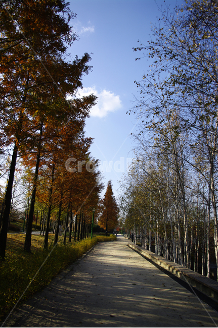 autumn,가을,나무,단풍,식물,길,가을,계절,fall,autumn,season,자연,풍경,nature,landscape,tree,plant
