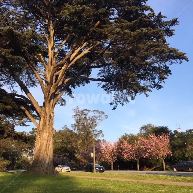 treetrunk,나무줄기,tree,나무,식물,plant