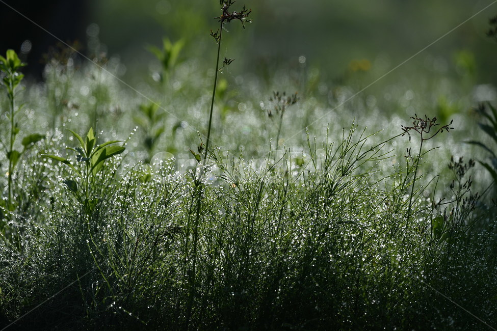 식물,자연풍경,꽃,감성사진,봄,흰갈풀,이슬,아침,식물,자연,plants,nature,꽃,flower