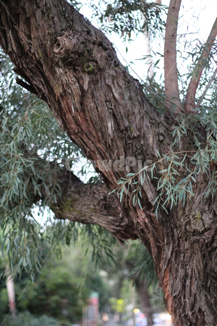 나무,풀,풍경,호주,tree