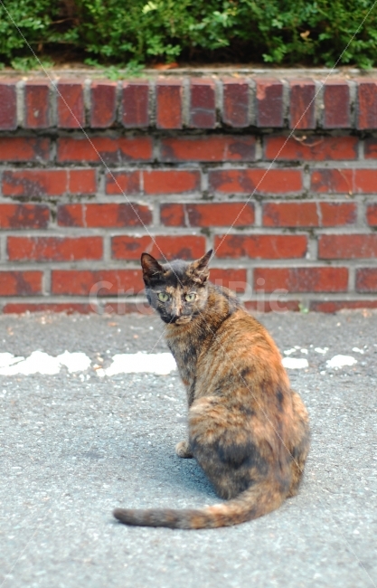 고양이,눈빛,응시,독사진,초점,Cat,동물,animal,포유류,mammal,고양이,cat,kitten,kitty