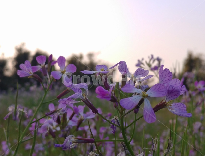 봄,꽃,풍경,감성,제주,제주풍경,자연,식물,자연,plants,nature,꽃,flower