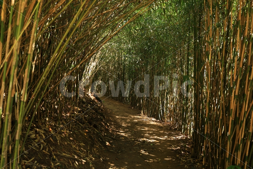 대나무,숲,길,산,터널,그림자,녹색,자연,풍경,자연,풍경,nature,landscape,plant,식물,bamboo