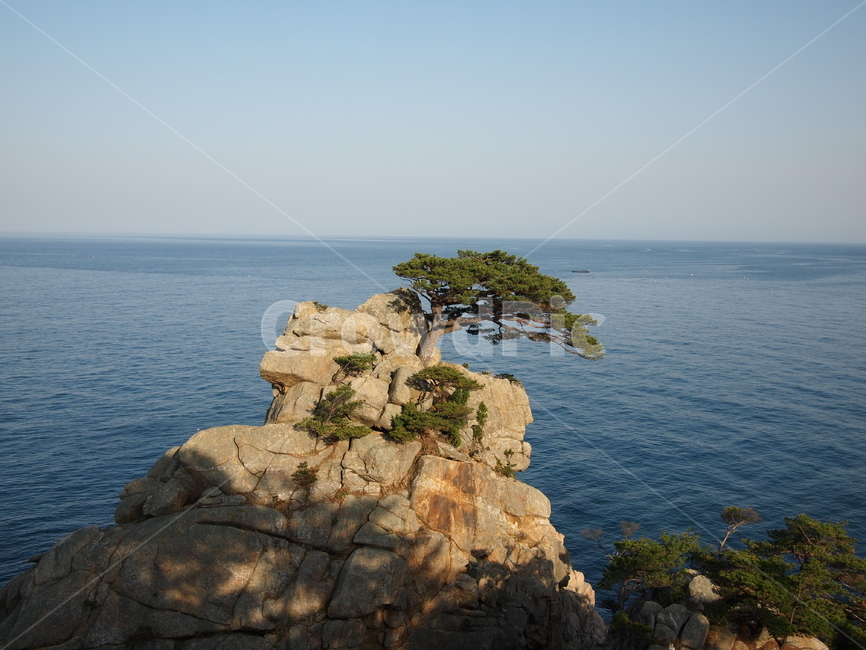 해송,소나무,바다,바위섬,동해