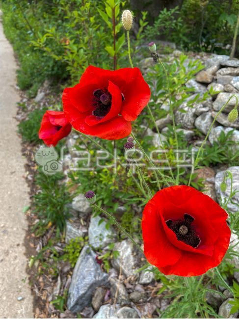 poppy,poppyflowers,gardening,closeup,poppies,color,flowers,red,redflowers,red,petals,garden,plants,closeup,red