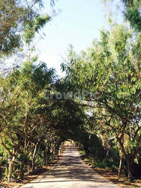 tree,나무,숲,forest,길,road,숲길,forestroad,잎,leaf,plant,식물,outdoors,옥외,야외,자연,nature,하늘,sky