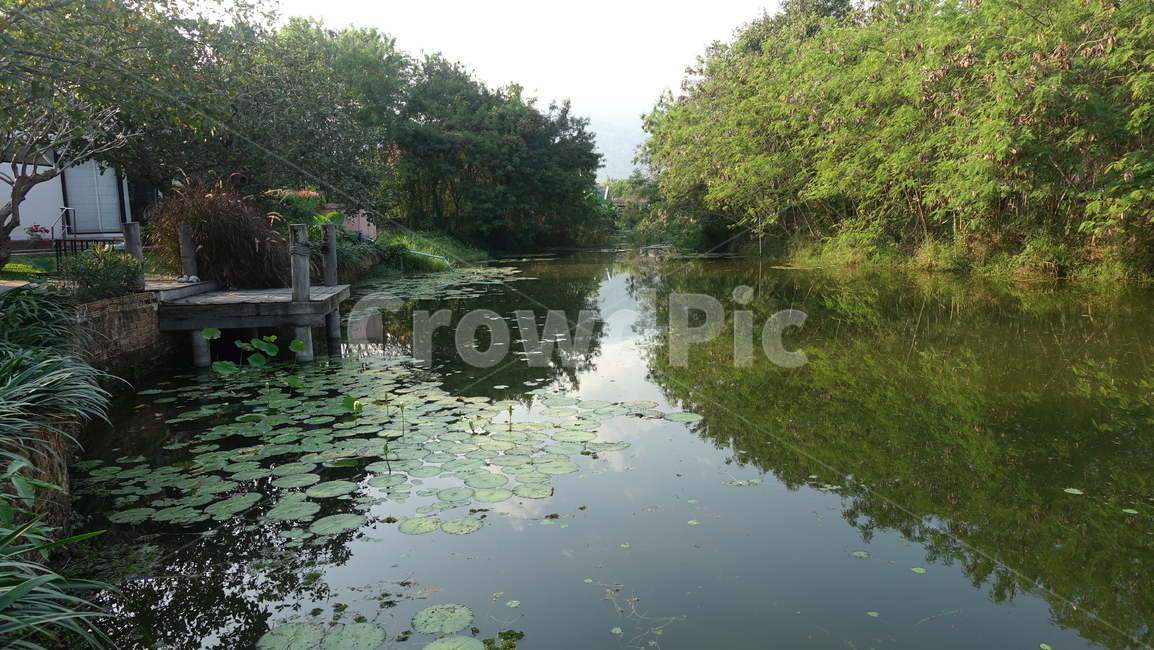 수련,물,호수,outdoor,water,nature,자연,옥외