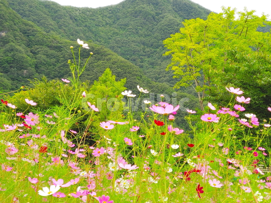 코스모스,가을꽃,풍경,꽃,구름,하늘