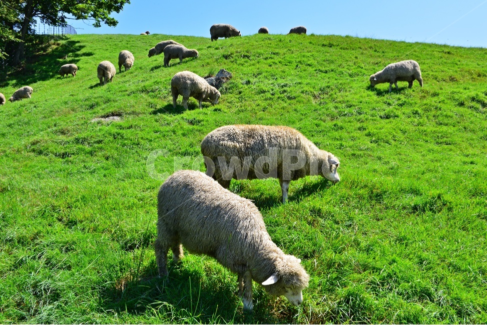 대관령,양떼목장,대관령양떼목장,grassland,목초지,field,들,outdoors,옥외,nature,자연,rural,농촌,farm,농장,pasture,목장,slope,경사,sheep,양,animal,동물,mammal,포유류