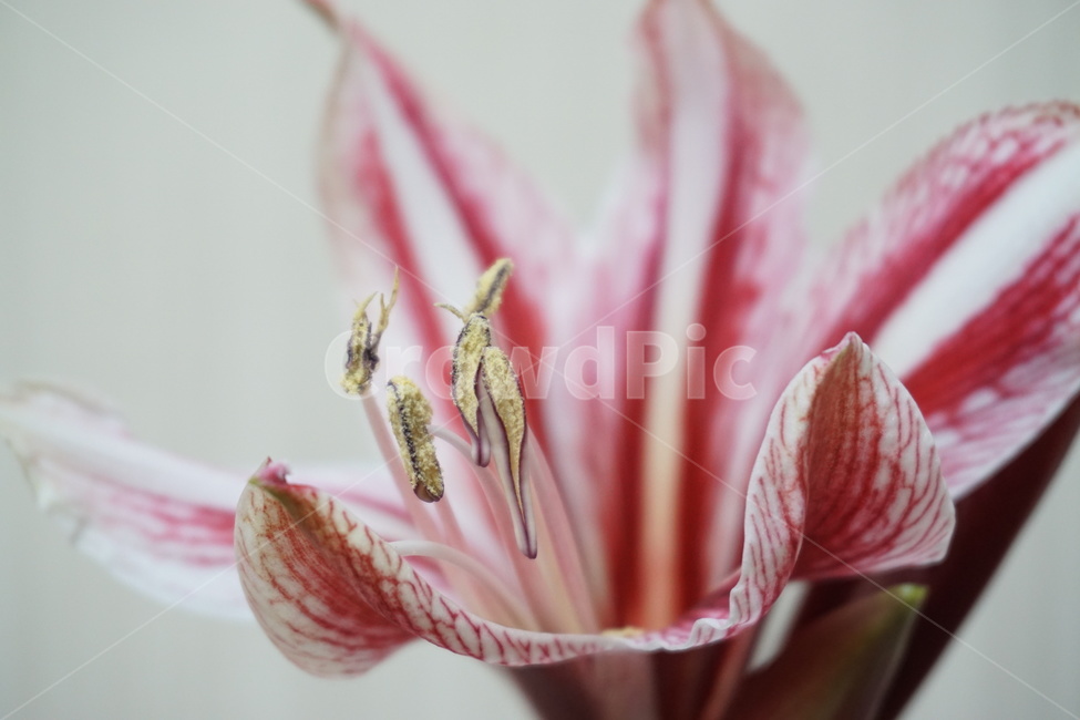 난,꽃,식물,flower,plant,nature,자연,식물,자연,plants,nature,꽃,flower