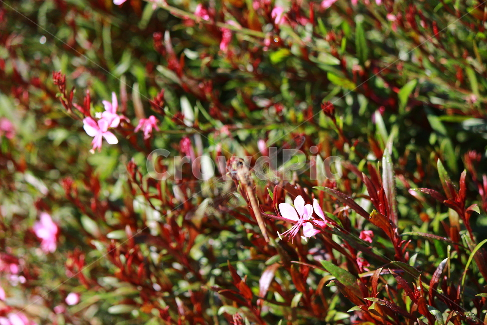 잠자리,가우라,꽃,식물,plant,flower,blossom,geranium,제라늄,acanthaceae,잔잔과,가을,식물,자연,plants,nature,꽃,flower