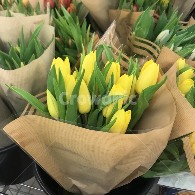 튜립,노란색,꽃,꽃다발,노란튤립,꽃,flower,기념일,축하,anniversary,congratulation,celebrate,celebration