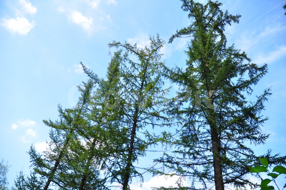 춘천,여행,제이드가든,나무,자연,가을,하늘,가든,trip,jadegarden,trees,nature,autumn,sky,blue,자연,풍경,nature,landscape,plant,식물,tree,fir,전나무,conifer,구과 식물