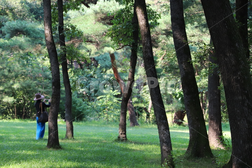 tree,나무,초목,인간,숲,식물,자연,plants,nature,나무,trees,wood