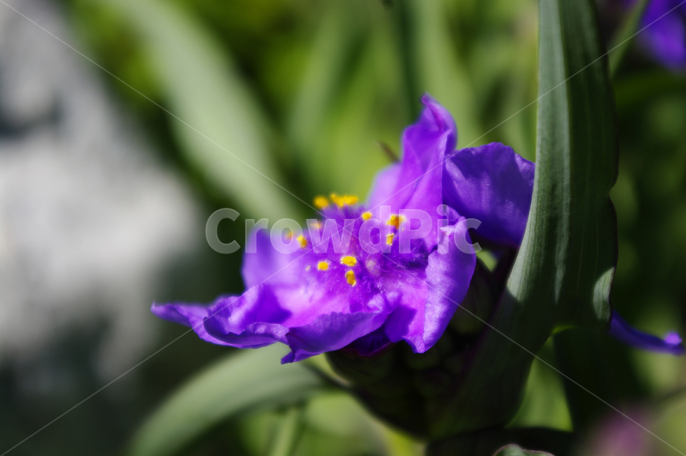 꽃,식물,flower,plant,자주달개비,식물,자연,plants,nature,꽃,flower