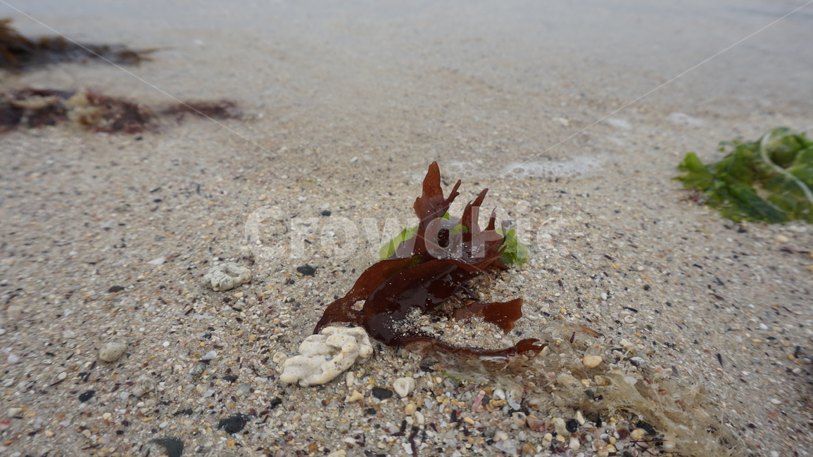 바닷가,바다,자연,풍경,제주도,해변,바다,beach,sea