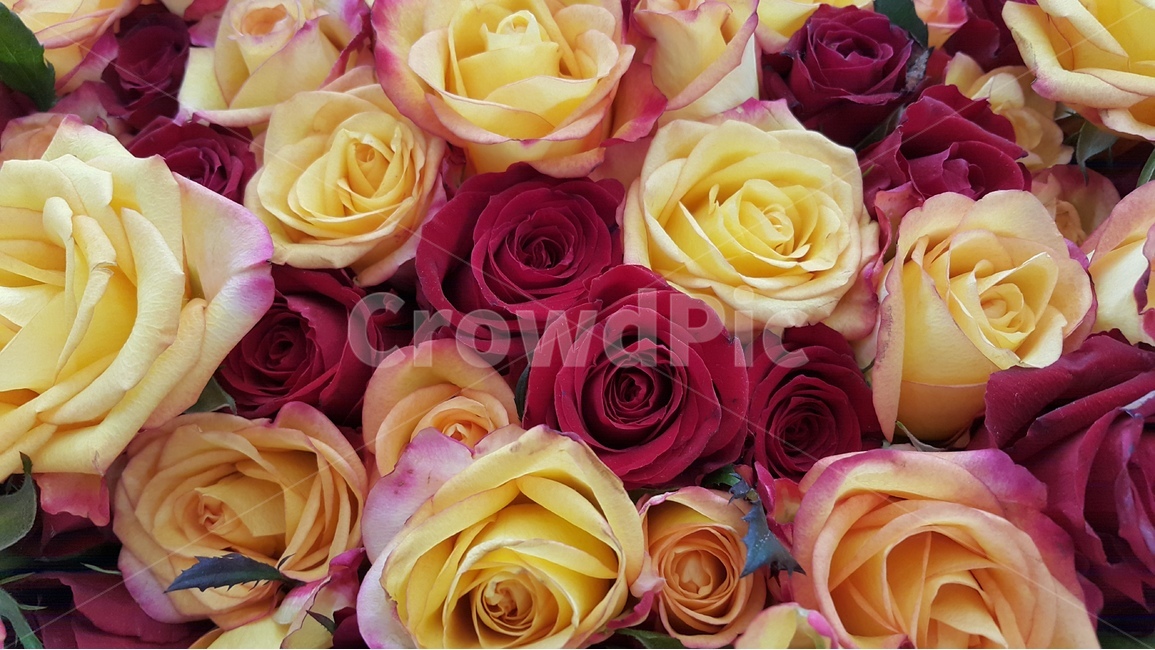 꽃,장미,flower,꽃다발,rose,red,yellow,식물,자연,plant,beautiful,colorful,예쁜꽃,bouquet,식물,자연,plants,nature,꽃,flower,기념일,축하,anniversary,congratulation,celebrate,celebration