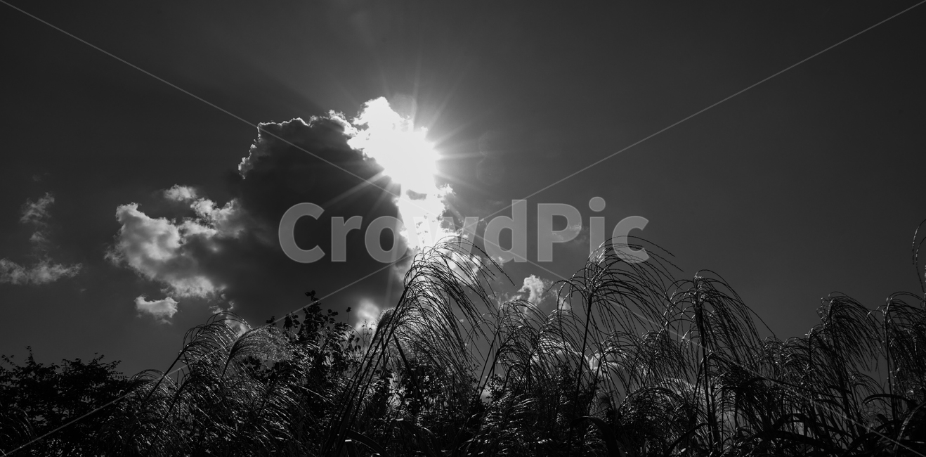구름,하늘,갈대,갈대꽃,가을,식물,자연,가을,계절,fall,autumn,season,자연,풍경,nature,landscape,흑백,모노톤,monochrome,black and white,flare,플레어,light,빛,grass,잔디,plant