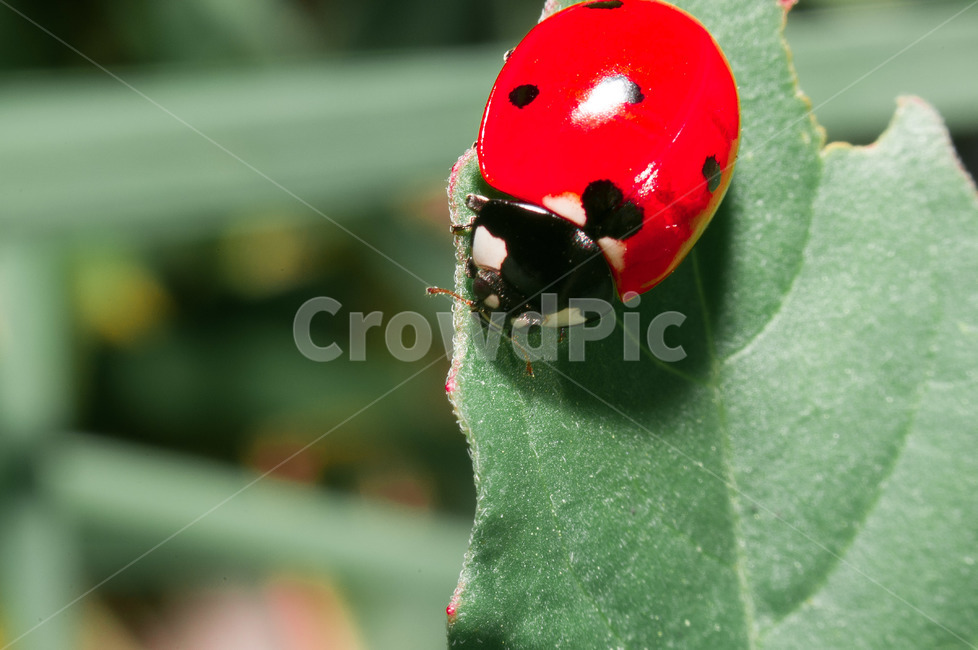 무당벌레,곤충,잎,벌레,빨간,곤충,벌레,insect,bug
