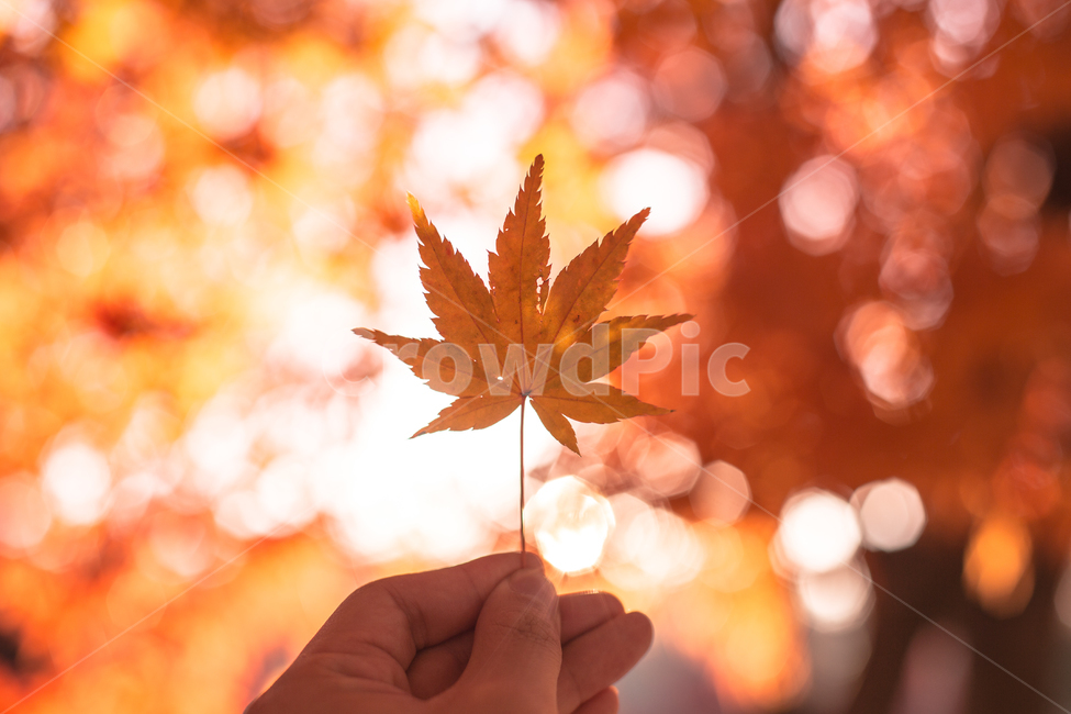 가을,단풍,감성,햇살,빛,빛망울,보케,가을,계절,fall,autumn,season,사람,인물,인간,human,person,신체일부,몸,body,leaf,잎,plant,식물,tree,나무