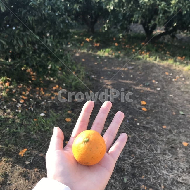 귤,손,hand,인간,human,식물,plant,person,사람