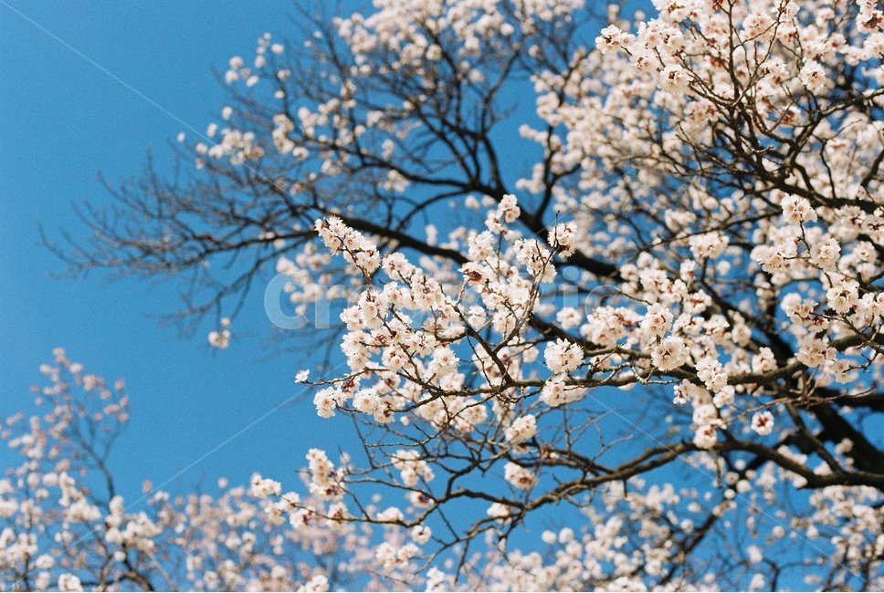 봄,벚꽃,필름카메라,하늘,맑은하늘,하늘색,fm2,봄,계절,spring,season,식물,자연,plants,nature,꽃,flower,plant,blossom