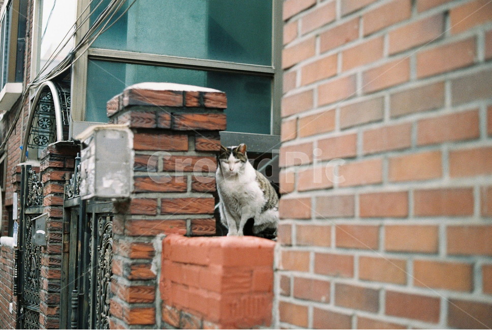 길고양이,길냥이,고양이,유기묘,도둑고양이,동물,animal,포유류,mammal,고양이,cat,kitten,kitty