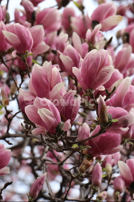 자목련,핑크,만개,봄,고목,봄,계절,spring,season,식물,자연,plants,nature,꽃,flower,plant,blossom,geranium,제라늄