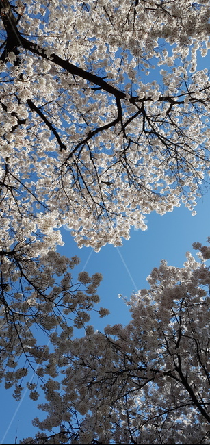 벚꽃,cherryblossom,식물,봄,스프링