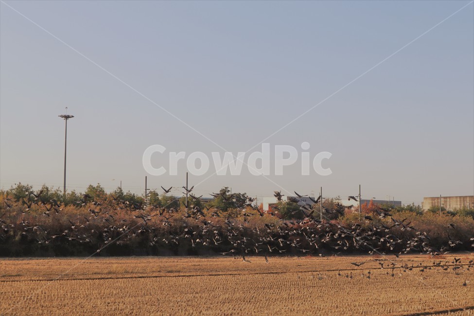 기러기,철새,가을,들녘,들판,가을,계절,fall,autumn,season,동물,animal,조류,새,birds