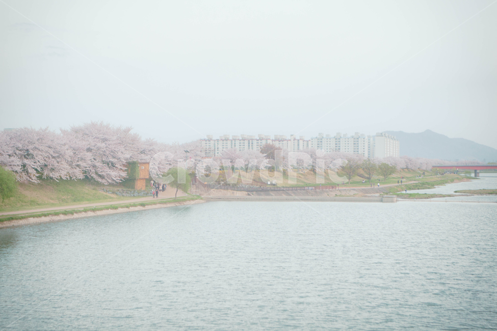 봄,계절,벚꽃,자연,풍경,봄꽃,꽃,blossom,cherryblossom,식물,plant,spring,season,nature,landscape,강,강가,물,lake,water,봄,계절,spring,season,자연,풍경,nature,landscape,outdoors,옥외