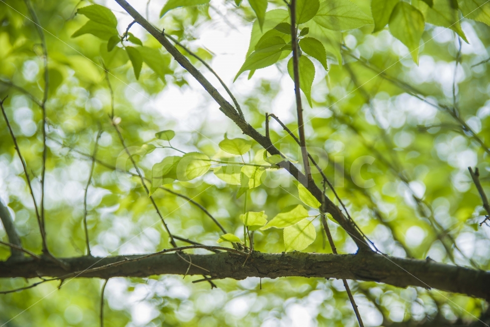 초록,나무,나뭇잎,푸릇푸릇,여름,자연,식물,자연,plants,nature