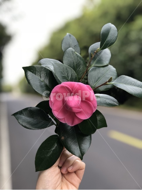 동백꽃,겨울,동백,제주도,동백기름,꽃,flower,사람,인물,인간,human,person,신체일부,몸,body