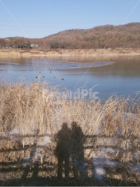 자연,갈대,사람,물,nature