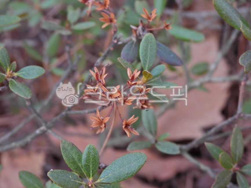 mountain,Acanthaceae,tree,vegetation,flower