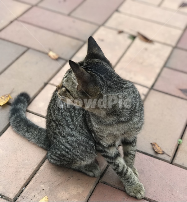 mammal,cat,고양이,animal,pet,동물,동물,animal,포유류,mammal,고양이,cat,kitten,kitty