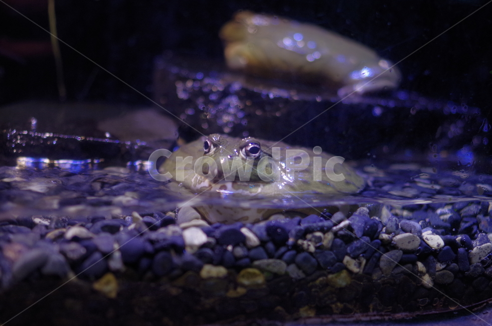 개구리,동물,파충류,아쿠아리움,올챙이,파충류,양서류,reptile,amphibian