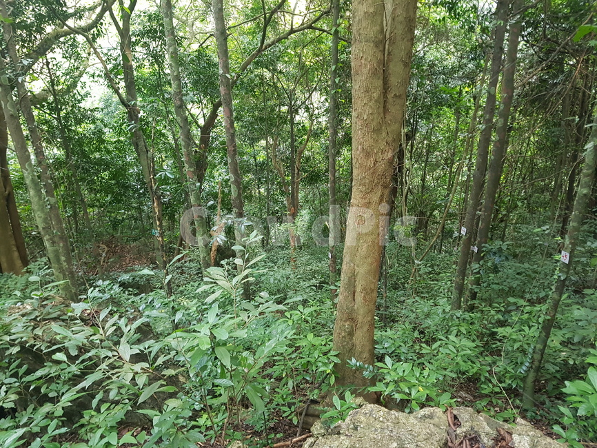하롱베이,베트남,갓파섬,바다풍경,하노이주변여행지,자연,풍경,nature,landscape,plant,식물,tree,나무,vegetation,초목,tree trunk,나무 줄기,outdoors,옥외,woodland,삼림지,forest,숲,land,땅