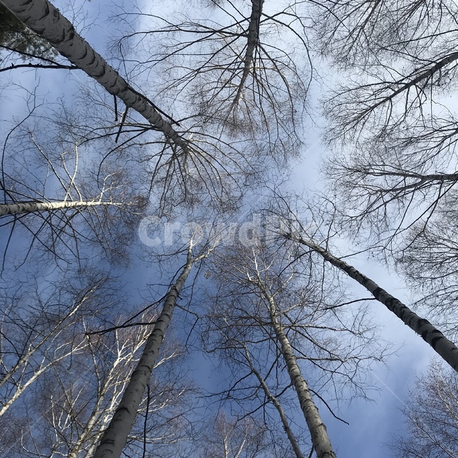 겨울,산,숲,나무,자작나무,추위,편안함,자연,풍경,nature,landscape,tree,plant,식물