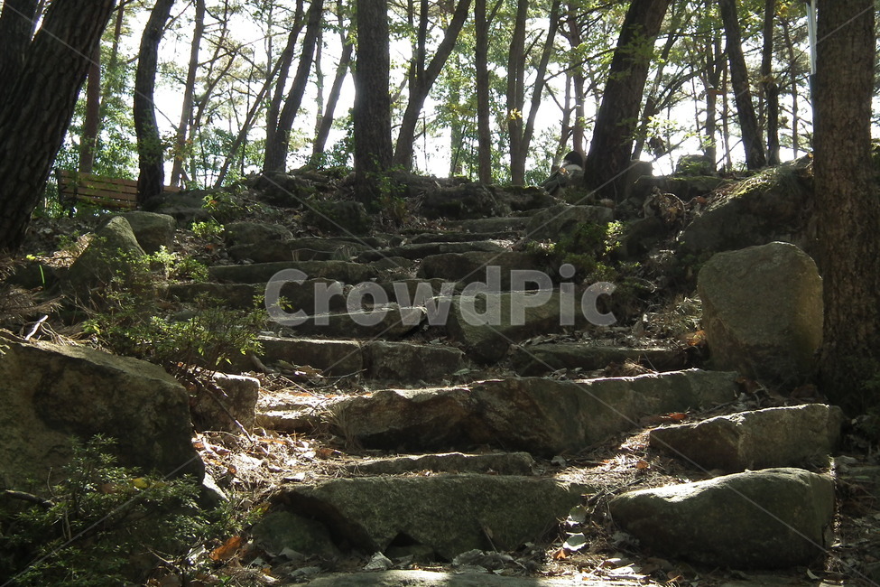 자연,경관,나무,돌계단,landscape