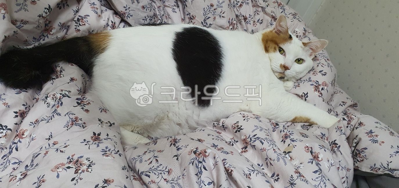 고양이,돼지고양이,뚱뚱이,냥이,냥냥이