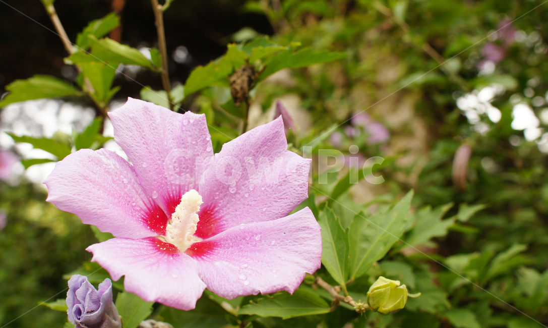 자연,꽃,오후,감성,무궁화,식물,nature,flower,afternoon,sentimental,식물,자연,plants,nature,꽃,flower