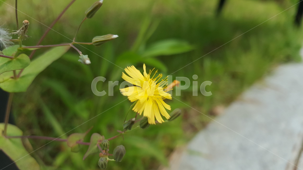노란꽃,꽃,노란색,flower,yellow