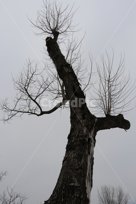 고목,흑백사진,겨울,세월의흔적,나무,겨울,계절,winter,season,식물,자연,plants,nature,나무,trees,wood