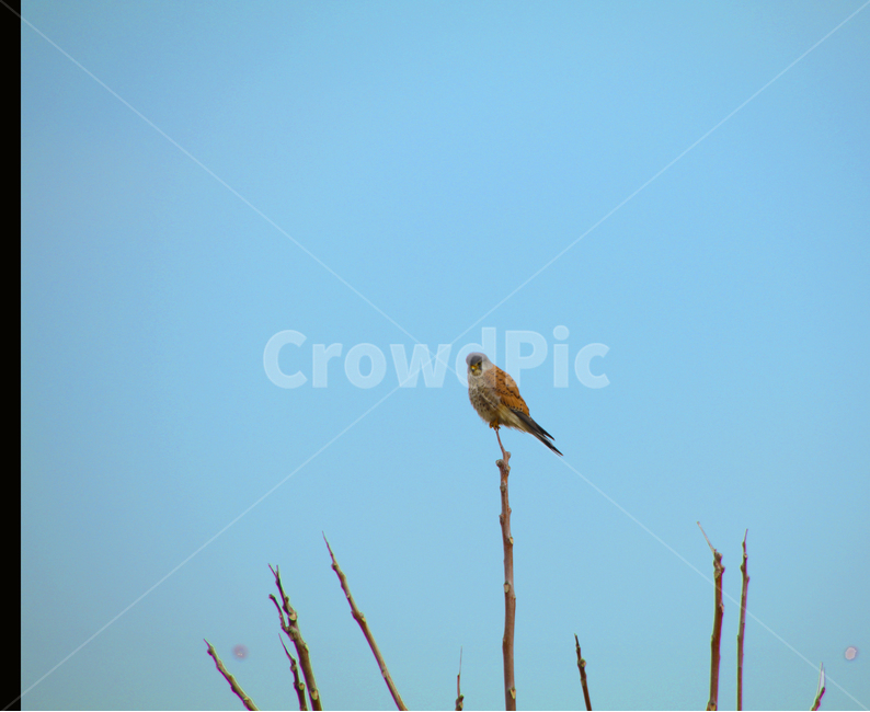 하늘,새,나무,솔로,홀로,동물,animal,조류,새,birds