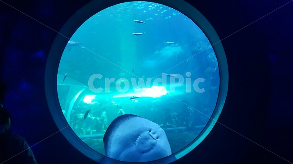 가오리,아쿠아리움,aquarium,어류,귀여움,동물,animal,어류,물고기,fish