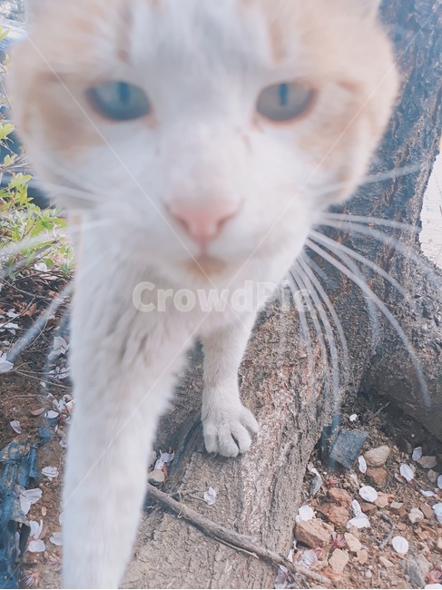 동물,반려동물,고양이,개냥이,길냥이