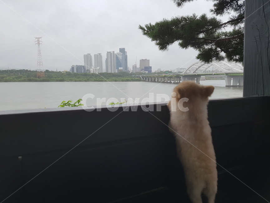 한강구경,강아지,외출,한강,풍경